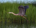 Great Blue Heron Evening&nbsp;Flight