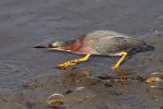 Green Heron Fishing in Salt&nbsp;Marsh