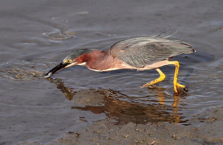 Green Heron Fishing in Salt Marsh 