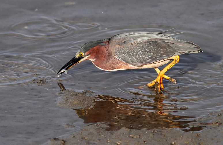 Green Heron Fishing in Salt Marsh 