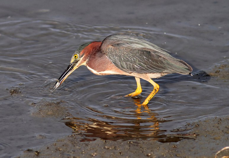 Green Heron Fishing in Salt Marsh 
