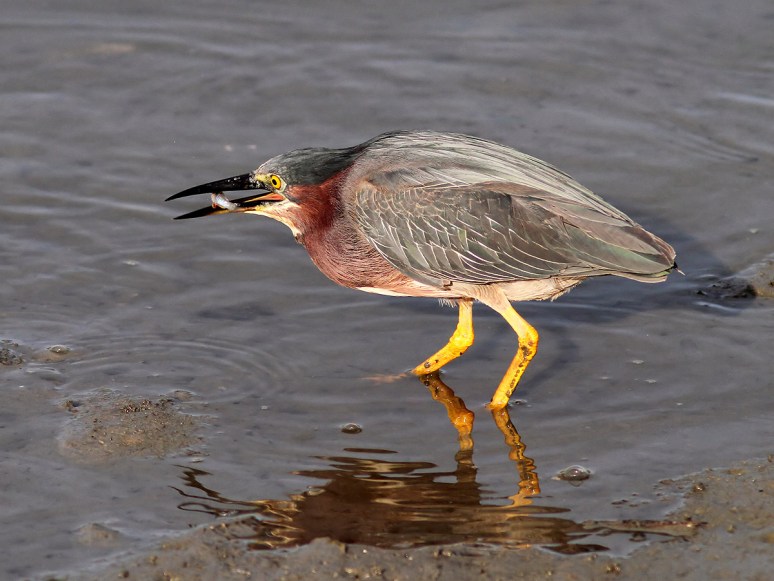 Green Heron Fishing in Salt Marsh 