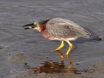 Green Heron Fishing in Salt&nbsp;Marsh