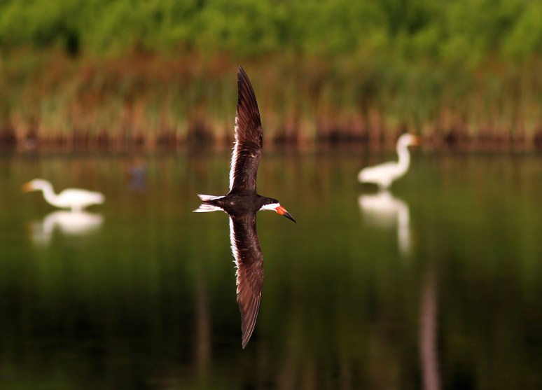 Morning Skimmer in the Marsh Pond 