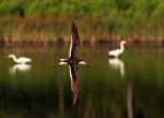 Morning Skimmer in the Marsh&nbsp;Pond