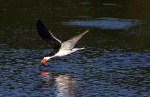 Morning Skimmer in the Marsh&nbsp;Pond