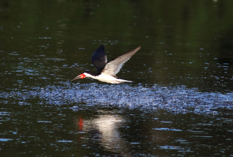 Morning Skimmer in the Marsh Pond 