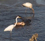 Mr Alligator and&nbsp;Friends