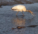 Mr Alligator and&nbsp;Friends