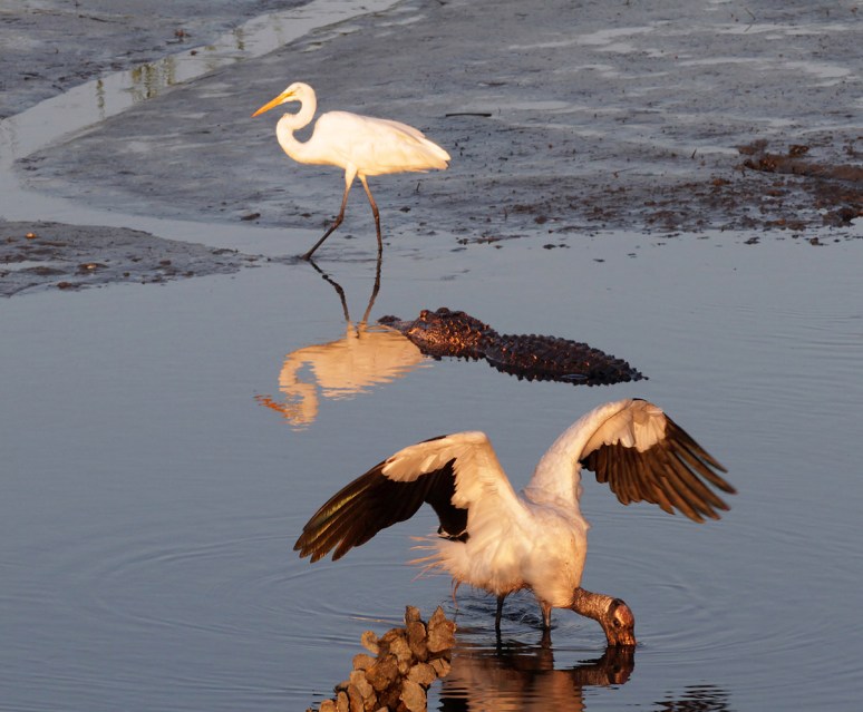 Mr Alligator and Friends 