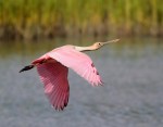 Spoonbill Flight