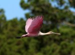 Spoonbill Flight