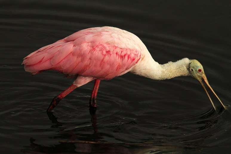 Spoonbill in the Rain 
