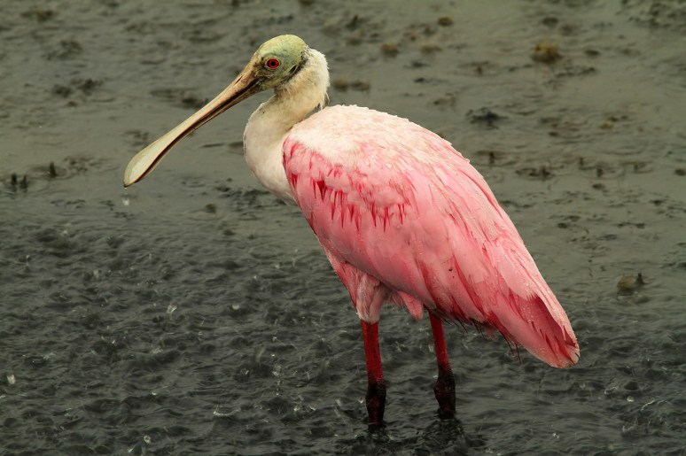 Spoonbill in the Rain 