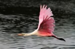 Spoonbill Morning Flight