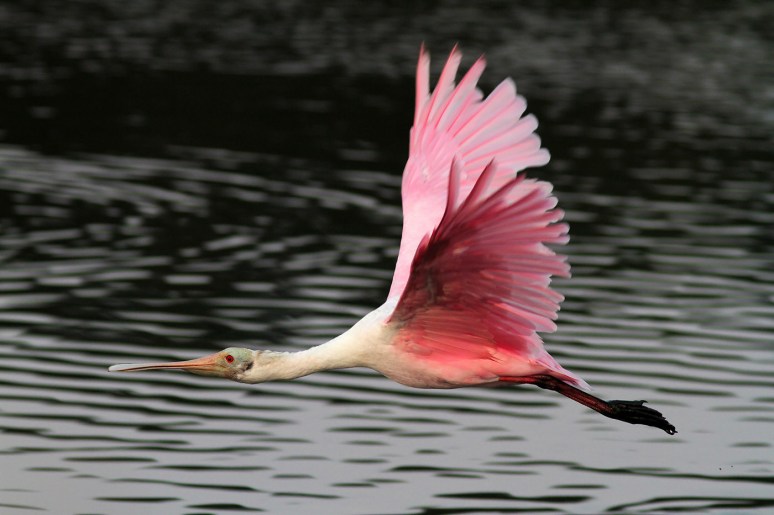 Spoonbill Morning Flight