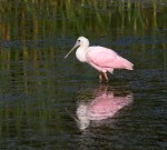 Spoonbill Morning Takeoff