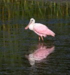 Spoonbill Morning Takeoff