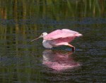 Spoonbill Morning Takeoff