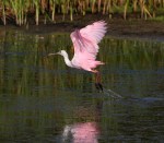 Spoonbill Morning Takeoff