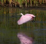Spoonbill Morning Takeoff
