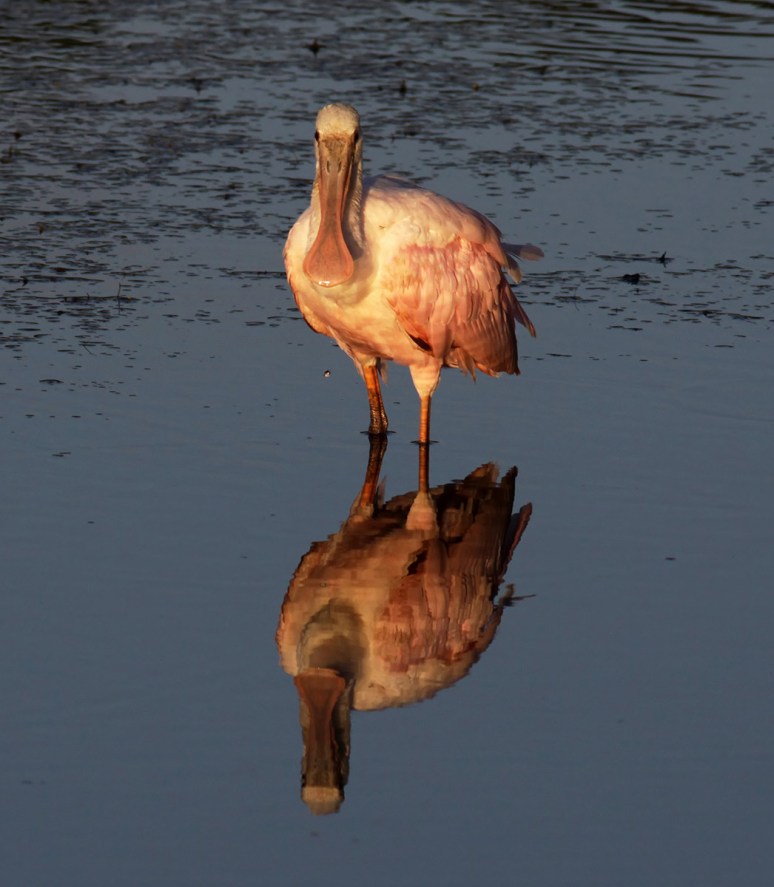 Spoonbill Photobombed 