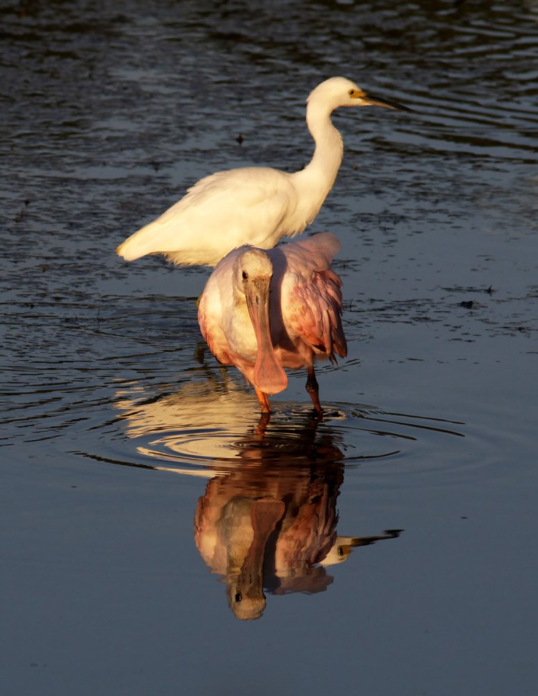 Spoonbill Photobombed 