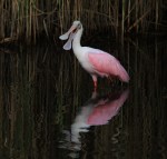 Spoonbill Takeoff