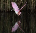 Spoonbill Takeoff
