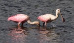 Spoonbills Feeding in Salt&nbsp;Marsh