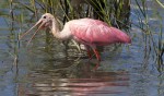 Spoonbills Feeding in Salt&nbsp;Marsh