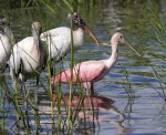 Spoonbills Feeding in Salt&nbsp;Marsh