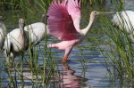 Spoonbills Feeding in Salt&nbsp;Marsh