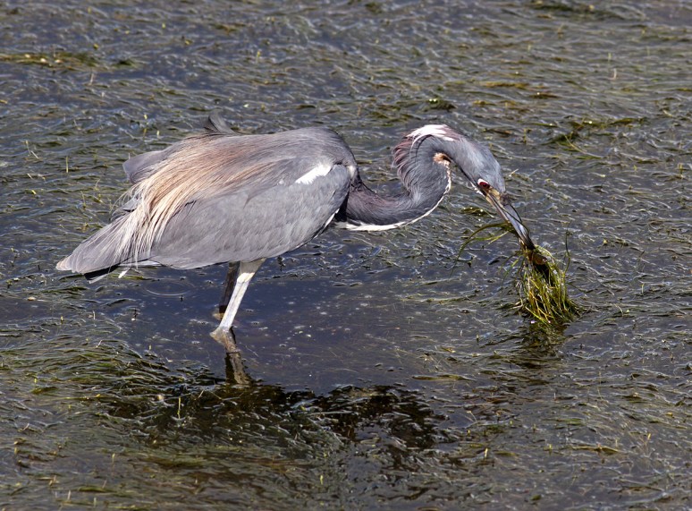 Tricolored Heron Fishing in Marsh Grass 