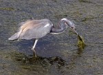 Tricolored Heron Fishing in Marsh&nbsp;Grass