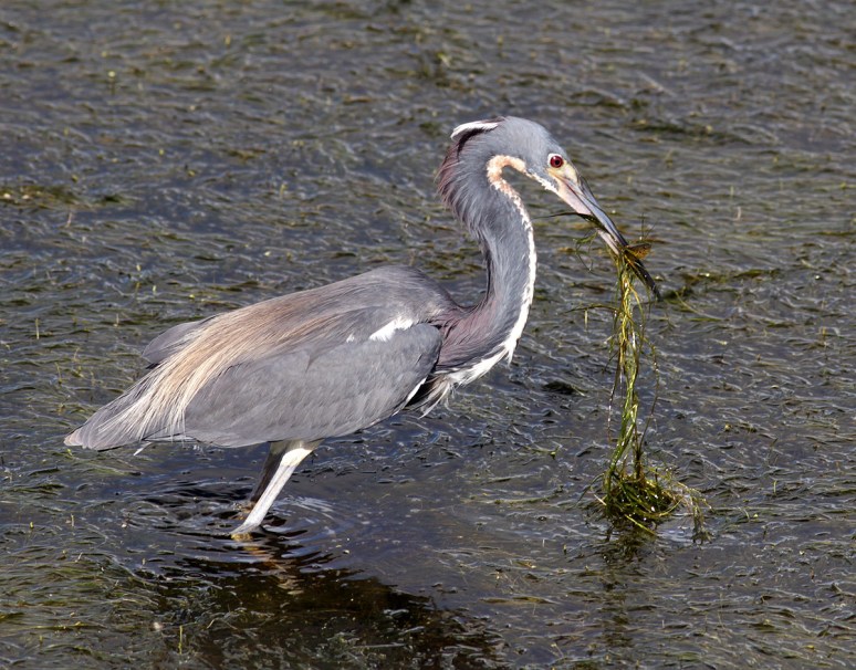 Tricolored Heron Fishing in Marsh Grass 