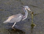 Tricolored Heron Fishing in Marsh&nbsp;Grass