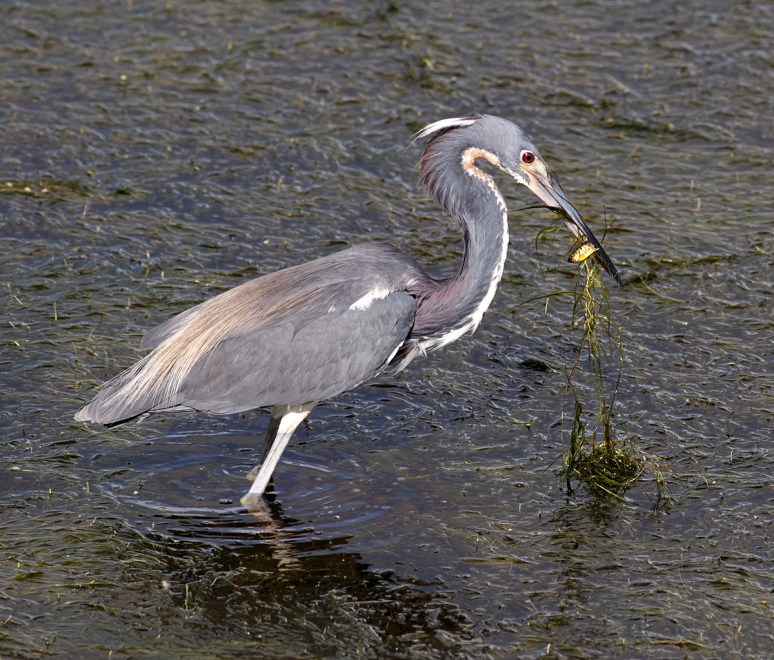 Tricolored Heron Fishing in Marsh Grass 