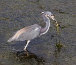 Tricolored Heron Fishing in Marsh&nbsp;Grass