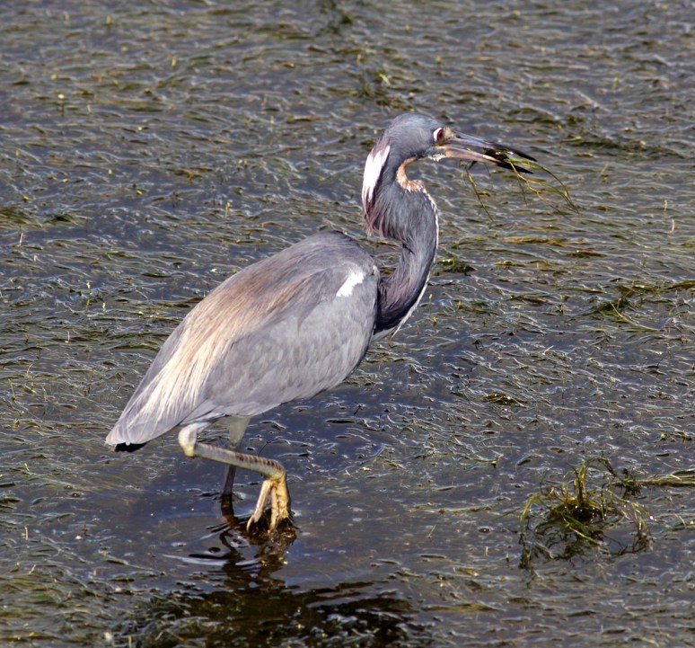 Tricolored Heron Fishing in Marsh Grass 
