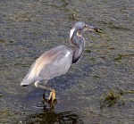 Tricolored Heron Fishing in Marsh&nbsp;Grass