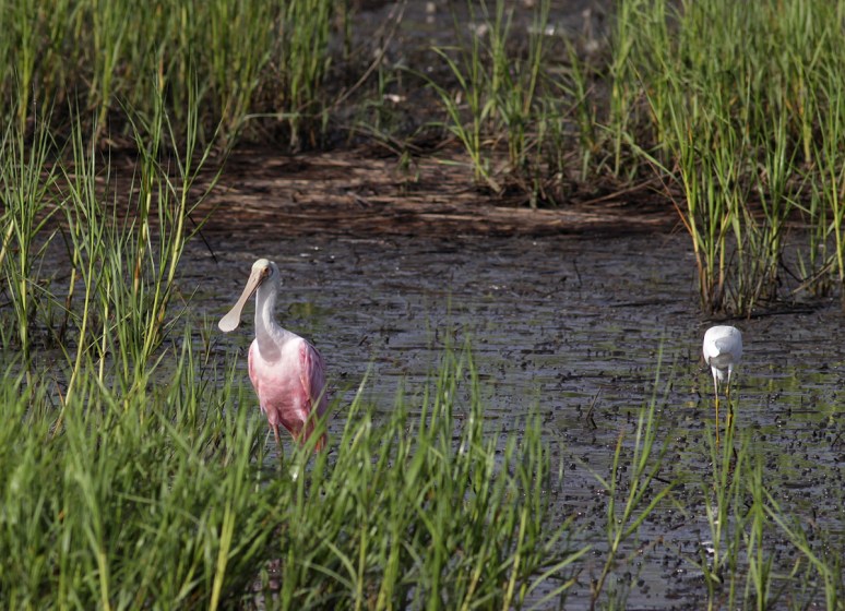Young Spoonie Drops In