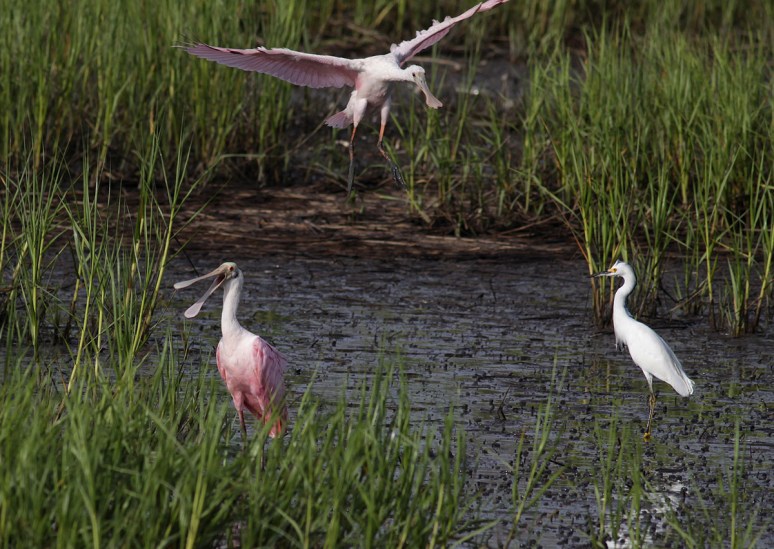 Young Spoonie Drops In