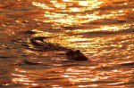 Alligator at Sunset