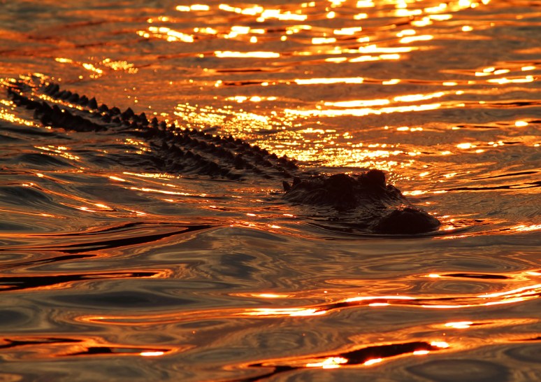 Alligator at Sunset 
