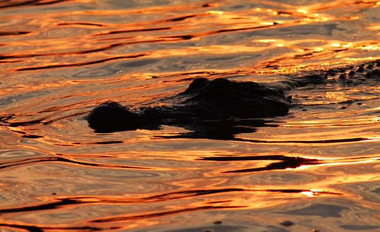 Alligator at Sunset 