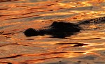 Alligator at Sunset