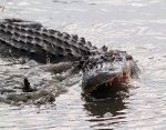 Alligator Fishing in Salt Marsh in Late&nbsp;Evening