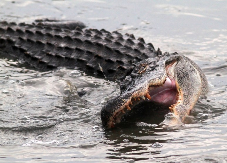 Alligator Fishing in Salt Marsh in Late Evening 