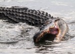 Alligator Fishing in Salt Marsh in Late&nbsp;Evening